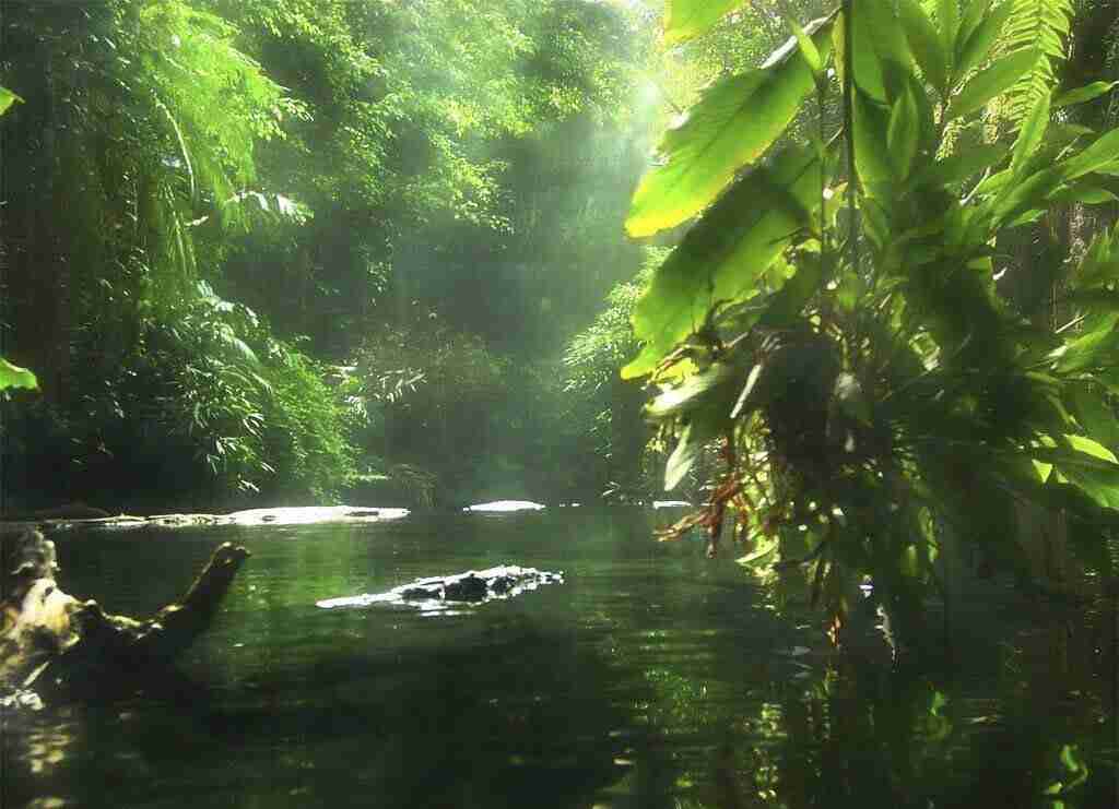 foresta amazzonica 2 KARMARANDO